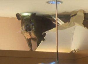 Jabalí salvaje cae del techo de un centro comercial en Hong Kong Boar Falls Through Ceiling