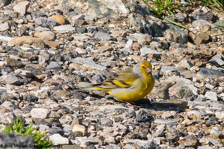 BIRDS OF THE NAVARRA SPAIN(LARRA PIRINEO)-AVES DE NAVARRA EN EL PIRINEO NAVARRO LARRA