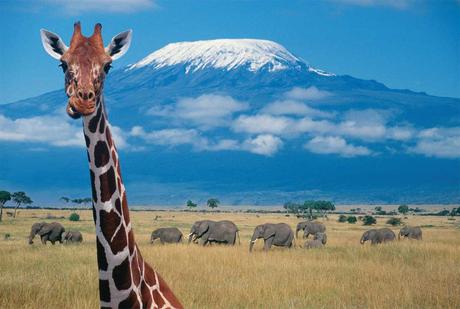 Consejos para realizar un safari en África