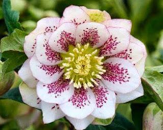 BUSCARÉ UNAS FLORES... BUSCARÉ UNAS FLORES...