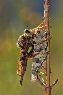 Para ampliar Fam. Asilidae (mosca asesina) hacer clic