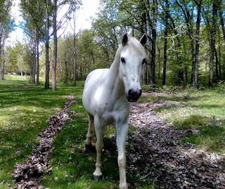 El caballo blanco