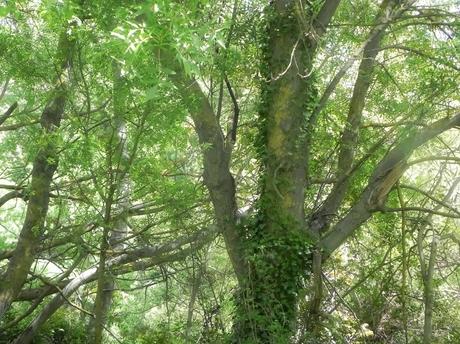 Dejar de fumar (Por fin): Mi experiencia (I) - Los antecedentes. Dejar de fumar (Por fin): Mi experiencia (I) - Los antecedentes.