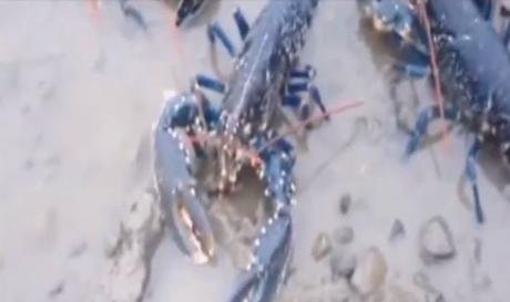 Un grupo de activistas «libera» a las langostas de un restaurante de Dublín Leer más: Un grupo de activistas «libera» a las langostas de un restaurante de Dublín Un grupo de activistas «libera» a las langostas de un restaurante de Dublín Leer más: Un grupo de activistas «libera» a las langostas de un restaurante de Dublín