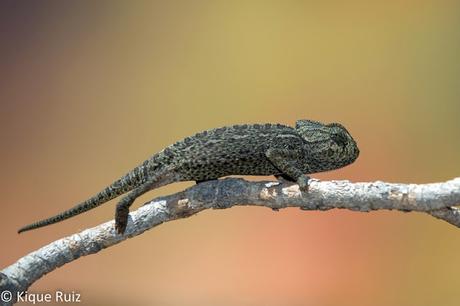 Fotografía de fauna, lo que no contamos: los fracasos