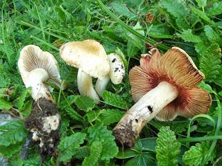 Elige bien a tu comensal... hoy con muscarina Elige bien a tu comensal... hoy con muscarina