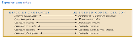Elige bien a tu comensal... hoy con muscarina Elige bien a tu comensal... hoy con muscarina