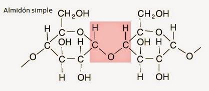 starch enlace glucosídico glicosídico glucosa glucose glycosidic bond