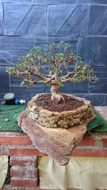 Defoliando el Ficus Retusa .