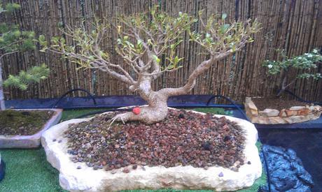 Defoliando el Ficus Retusa .