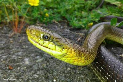 Culebra de Esculapio: de divinidad de la salud a enemigo público Culebra de Esculapio: de divinidad de la salud a enemigo público