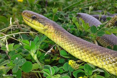 Culebra de Esculapio: de divinidad de la salud a enemigo público Culebra de Esculapio: de divinidad de la salud a enemigo público