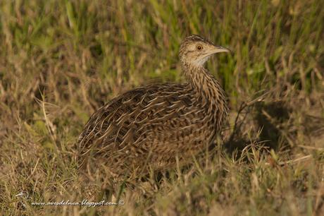 Inambú común (Spotted Nothura) Nothura maculosa