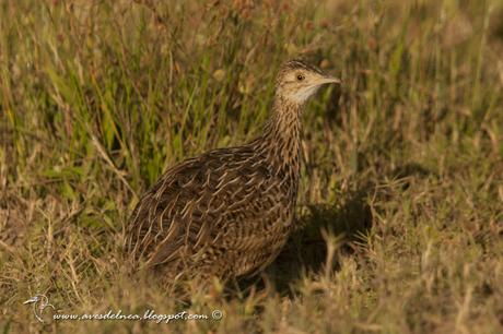 Inambú común (Spotted Nothura) Nothura maculosa