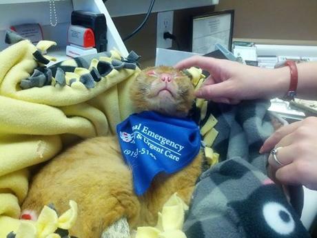 Gato que sufrió quemaduras en un fuego ofrece apoyo a otros animales en un hospital veterinario
