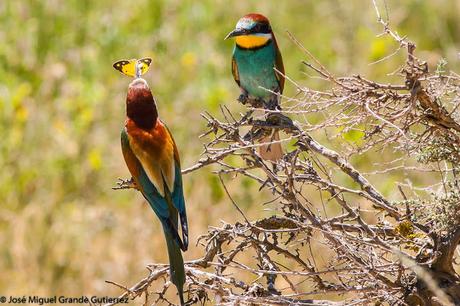 European bee-eater/Merops apiaster/Abejaruco europeo