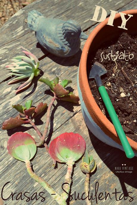 diy, jardin, maceta, tiesto, cactus, crasas, suculentas, sustrato,plantar, decoracion