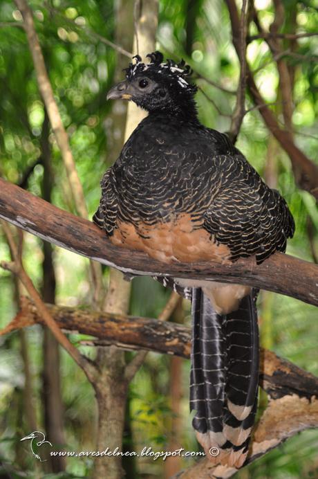 Muitú (Bare faced Curassow) Crax fasciolata