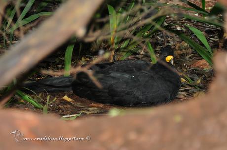 Muitú (Bare faced Curassow) Crax fasciolata