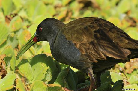 Gallineta devorando un caracol