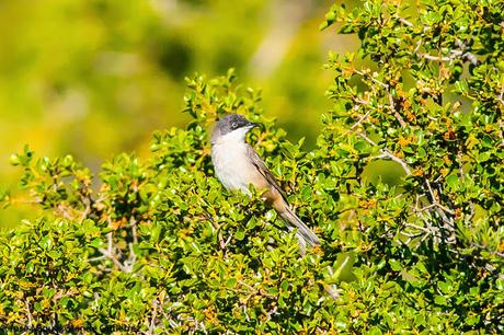 Curruca mirlona-Western orphean warbler-Sylvia hortensis Curruca mirlona-Western orphean warbler-Sylvia hortensis