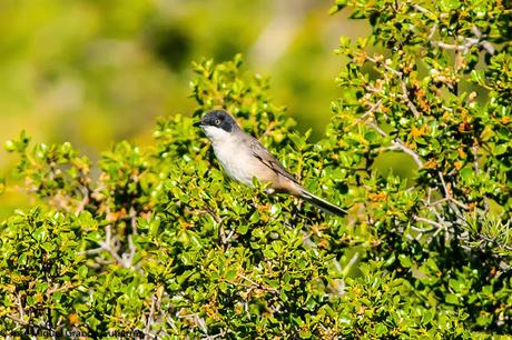 Curruca mirlona-Western orphean warbler-Sylvia hortensis Curruca mirlona-Western orphean warbler-Sylvia hortensis