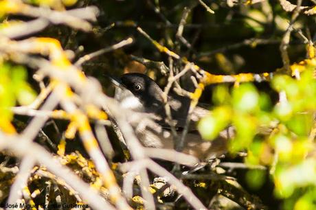 Curruca mirlona-Western orphean warbler-Sylvia hortensis Curruca mirlona-Western orphean warbler-Sylvia hortensis