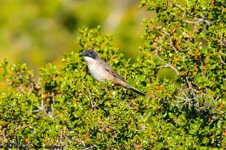 Curruca mirlona-Western orphean warbler-Sylvia hortensis Curruca mirlona-Western orphean warbler-Sylvia hortensis