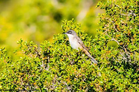 Curruca mirlona-Western orphean warbler-Sylvia hortensis Curruca mirlona-Western orphean warbler-Sylvia hortensis