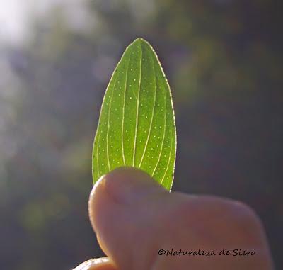 Vocación naturalista