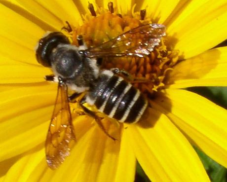 Picadura de abeja o avispa: una molestia o un serio problema. abeja