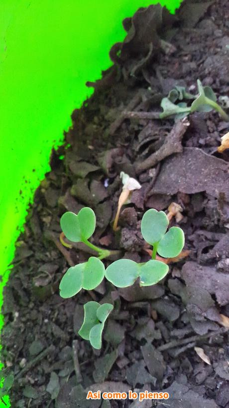 Hoy compartimos…verde Hoy compartimos…verde