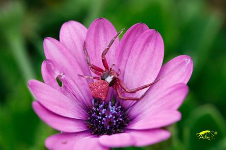 Araña Cangrejo Rosa