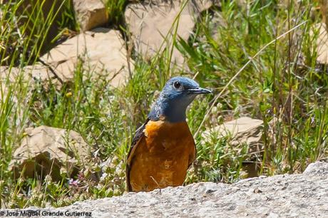 WATCHING SOME NAVARRA SPAIN BIRDS-MIRANDO AVES DE NAVARRA WATCHING SOME NAVARRA SPAIN BIRDS-MIRANDO AVES DE NAVARRA