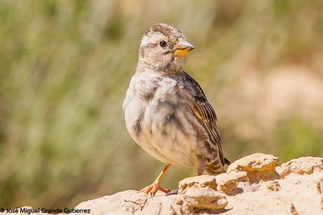 WATCHING SOME NAVARRA SPAIN BIRDS-MIRANDO AVES DE NAVARRA WATCHING SOME NAVARRA SPAIN BIRDS-MIRANDO AVES DE NAVARRA