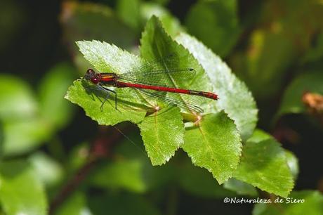 Caballitos rojos - Dragonflies