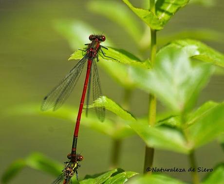 Caballitos rojos - Dragonflies