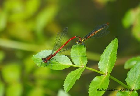 Caballitos rojos - Dragonflies