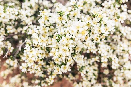 Arches National Park Arches_National_Park-Utah-Dead_Horse_Point-Canyonlands-Off_The_Shoulder_Top-Bandana_Turbant-Converse-Travel_Look-Outfit-Collage_Vintage-