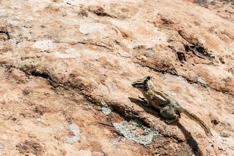 Arches National Park Arches_National_Park-Utah-Dead_Horse_Point-Canyonlands-Off_The_Shoulder_Top-Bandana_Turbant-Converse-Travel_Look-Outfit-Collage_Vintage-83