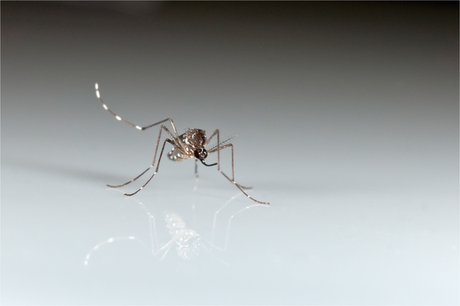 Los genes pueden determinar si usted es carnada para mosquitos