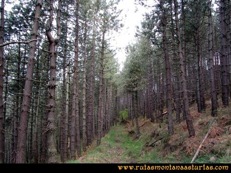 Ruta Torazo, Pico Incos: Atravesando el pinar