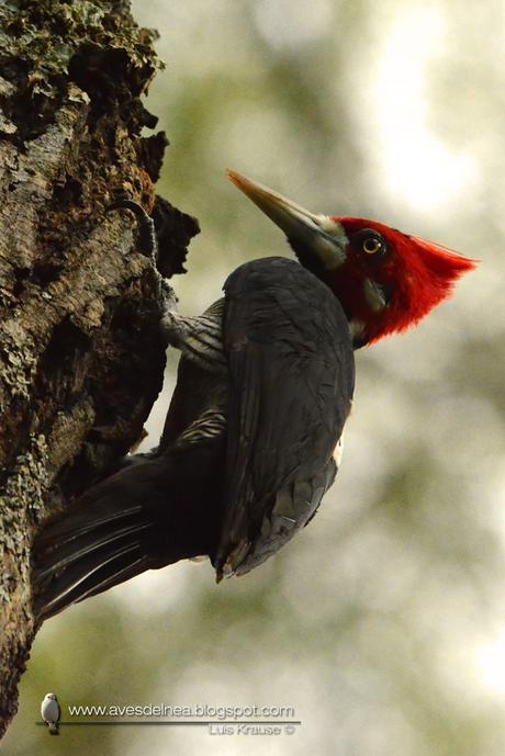 Carpintero garganta negra (Crimson-crested Woodpecker) Campephilus melanoleucos