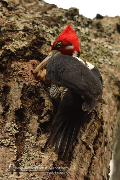 Carpintero garganta negra (Crimson-crested Woodpecker) Campephilus melanoleucos