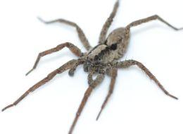 Escuche los espeluznantes sonidos que las arañas hacen cuando quieren sexo Acoustical Society of America