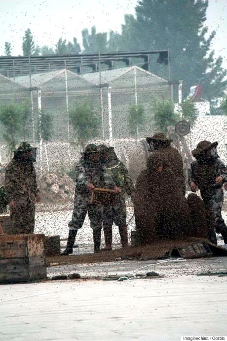 Hombre viste un traje hecho de 1,1 millones de abejas en intento de establecer récord mundial bee man 4