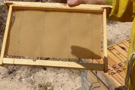 Excursión a Aigües de Busot. Aprendiendo sobre las abejas.