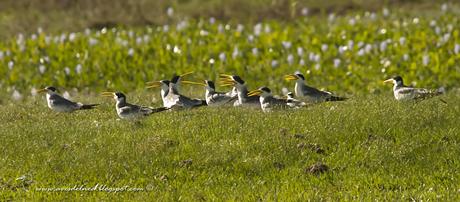 Atí (Large-billed Tern) Phaetusa simplex