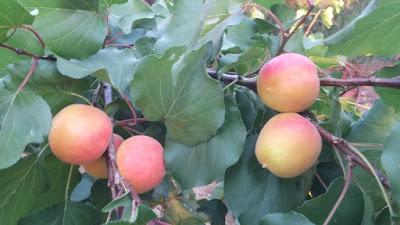 ALBARICOQUE, UNA NUEVA FRUTA EN MI HUERTO