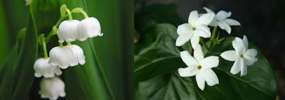 MAYO HUELE A…Equivalenza, 157 MAYO HUELE A…Equivalenza, 157